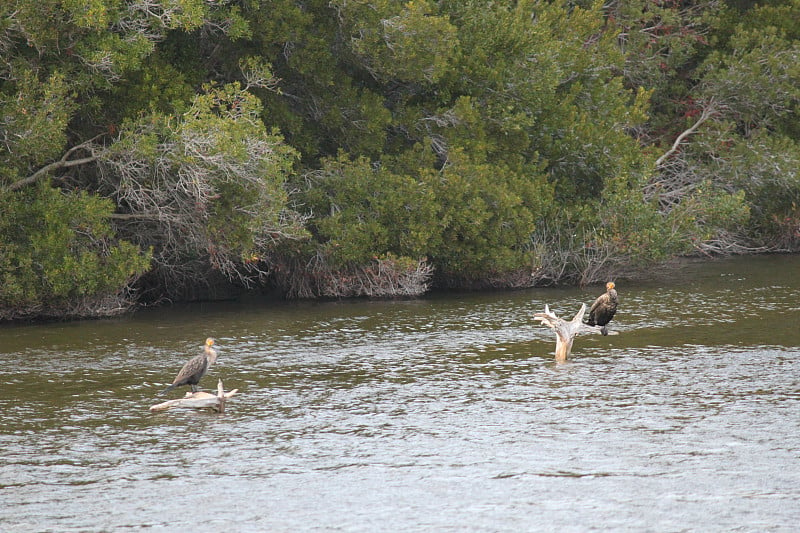 Kiawah Island)