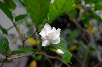 白色的栀子花