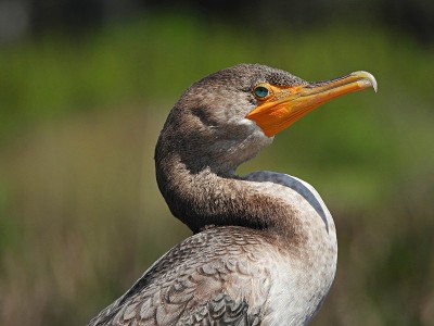 双冠鸬鹚(Phalacrocorax auritus)肖像