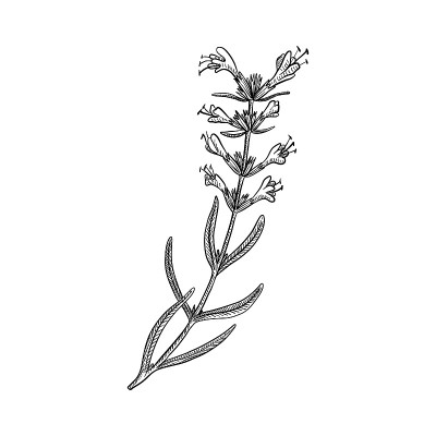 矢画牛膝草