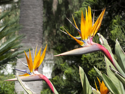 Sterlitzia reginae