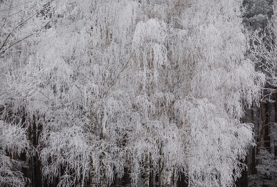 美丽的冬天森林，美丽的白树，大自然在冬天，树木在雪中，树木在霜中