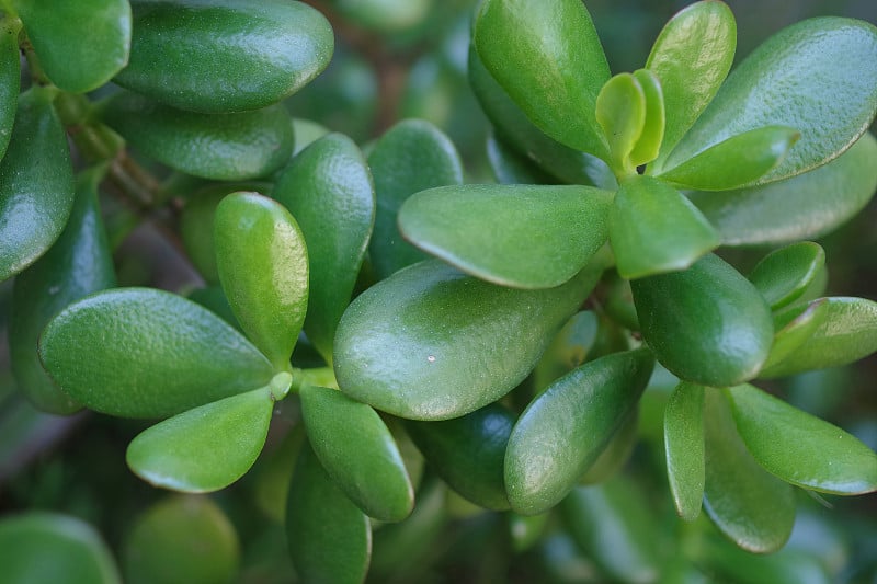 玉植物叶片