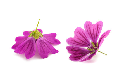 锦葵花