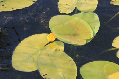 黄水花(Nuphar Lutea)