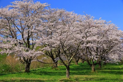 静井石花园的樱花树
