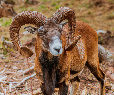 Mouflon (Ovis orientalis)特写照片