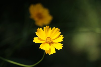 黄色的雏菊花