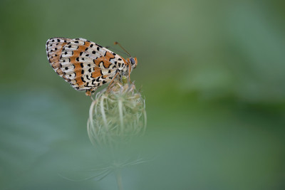 野外斑点贝母(Melitaea didyma)