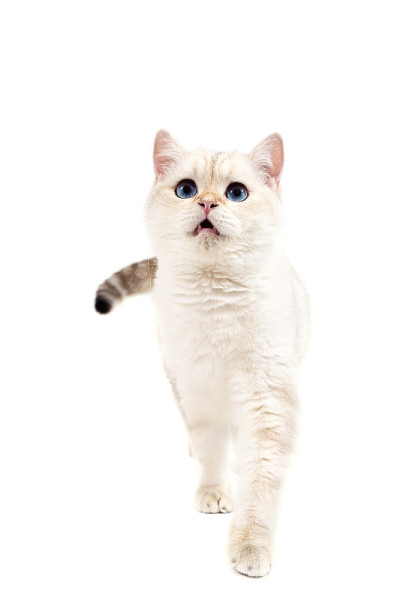 饥饿的猫