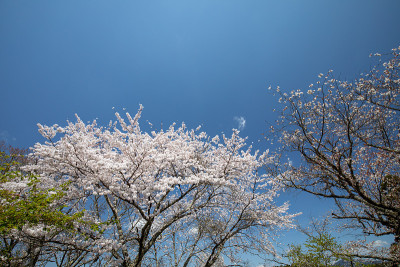 吉野山的樱花