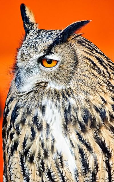 Bubo Bubo。鹰生物量