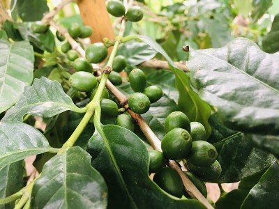 花园里的生咖啡豆