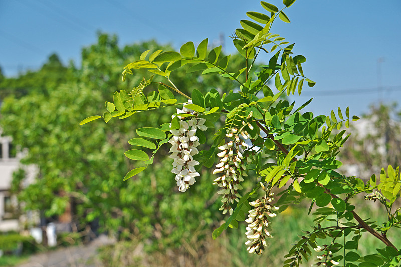 洋槐pseudoacacia