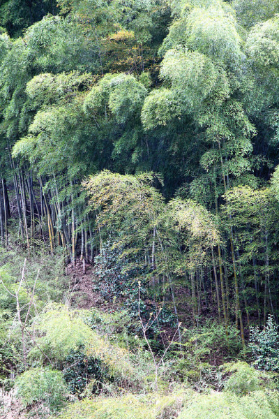 日本竹林