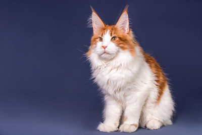 灰色背景上的缅因猫。