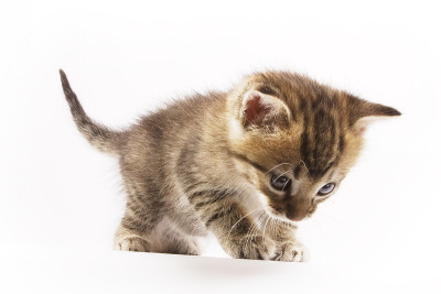 小猫