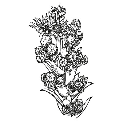 植物常绿叶子Sempervívum，黑色轮廓手绘墨水和钢笔