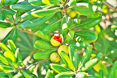 Pittosporum tobira