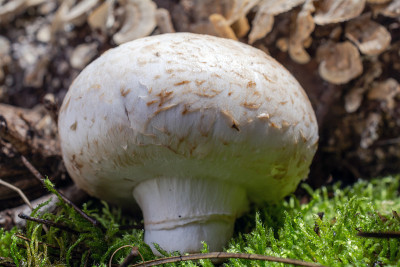 蘑菇靠近多汁的绿色森林苔藓