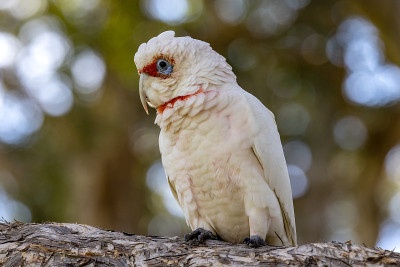 族Corella