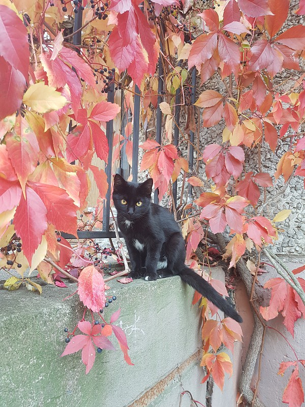 城市猫
