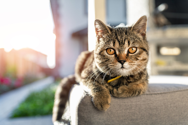 可爱的小猫咪安静的可爱的小猫咪喜欢躺在柔软的沙发或椅子在家里的户外庭院门廊或阳台上温暖的日落傍晚的阳