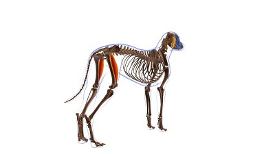 股直肌为医学概念3D狗肌肉解剖