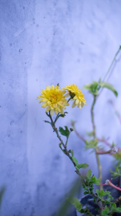 花