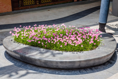粉红色的花在花园里