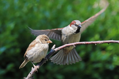 Domestic Mooineau (Passer domesticus)。