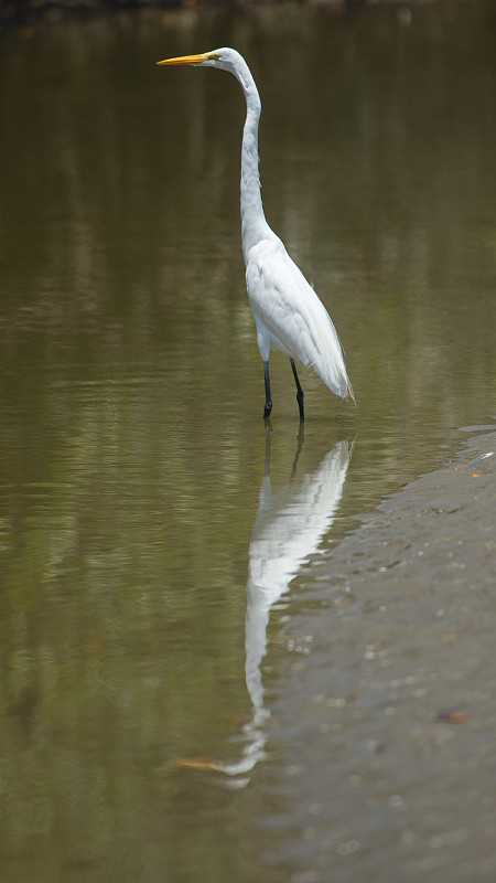 白颈鹭在河中漫步，倒影在水中。俗名:garzón cocoi, garza真实学名:Ardea co