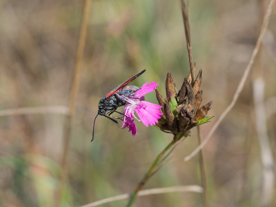 六斑天蛾(Zygaena filipendulae)是日蛾科的一种昼飞蛾。