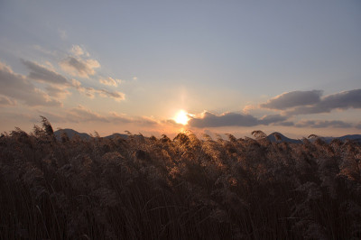 野草日落