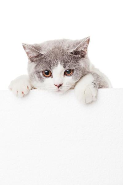 可爱的小猫与空白的广告牌。可爱的英国短毛猫