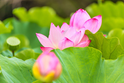 莲花