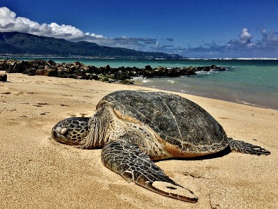 夏威夷绿海龟/绿海龟