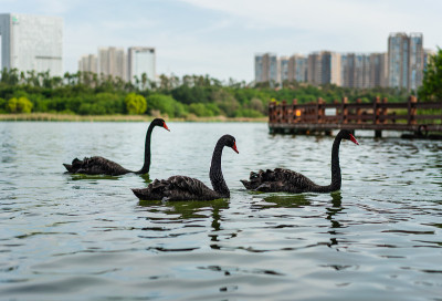 三只黑天鹅在湖里游泳