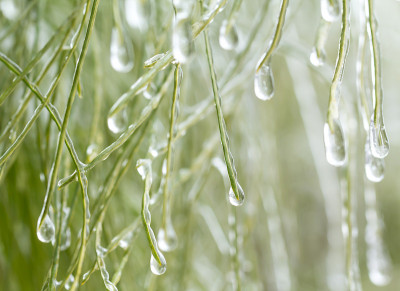雨水冻结在松针上
