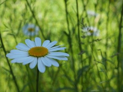 野生生长的甘菊雏菊