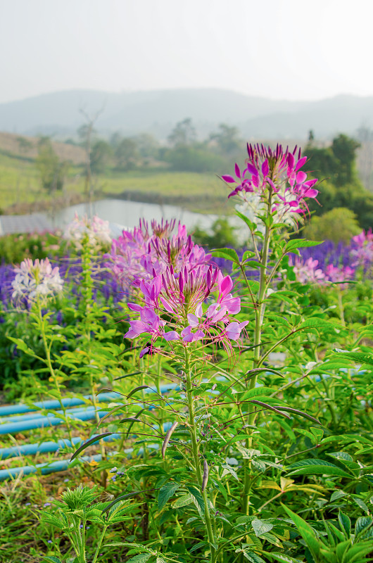 醉蝶花属Hassleriana花