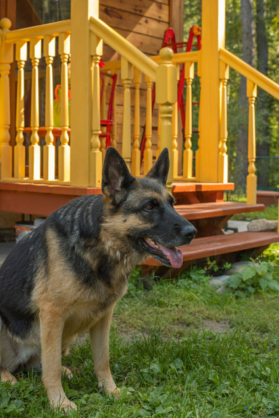 院子里有门廊的德国牧羊犬