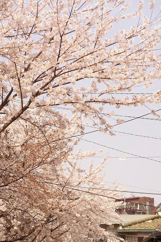 粉红色的樱花特写