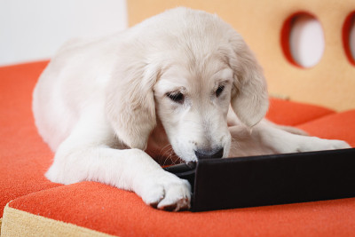 金毛猎犬小狗