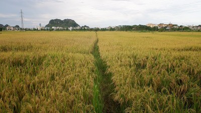 稻田开花了，形成了谷粒和天空的背景。