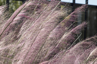 穆勒草(Muhlenbergia)
