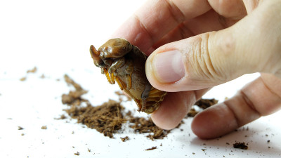 手握“蛹”;“蛹”是甲虫在变成成虫之前的休眠阶段，甲虫的生命周期