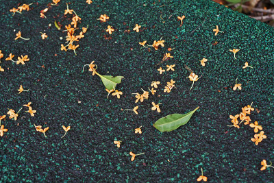 桂花