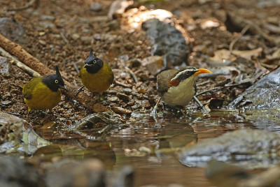 White-browed Scimitar-babbler