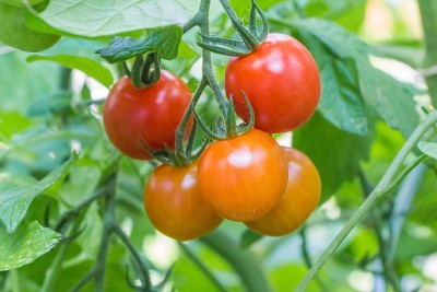 在花园温室里的美味多彩的夏季生物西红柿